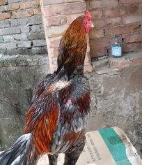 中国老鸡在线视频,揭秘中国养老产业的创新与未来