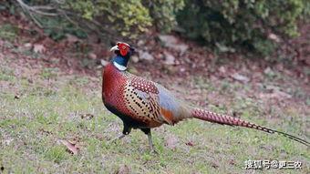 路边野鸡在线视频播放,揭秘网络直播背后的秘密