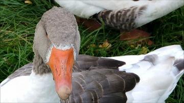 老鸭竎在线视频,揭秘网络直播的魅力与挑战