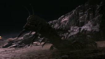 狂暴大蜈蚣在线视频,惊悚刺激的生态奇观揭秘